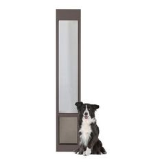 a black and white dog sitting in front of a tall mirror with its paws on the ground