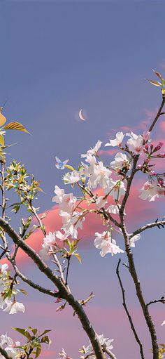 white flowers are blooming on a tree with pink clouds in the sky behind them