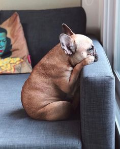 a brown dog sitting on top of a blue couch next to a window with pillows