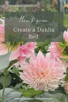 Eco-Friendly Gardening: How to Create a Sustainable Dahlia Bed 1 Growing Dahlias Zone 6, How To Plant Dahlias, Dahlia Flower Garden Landscapes, What To Plant With Dahlias, Growing Dahlias In Containers, Lily Garden Ideas Flower Beds, Dahlia Combinations, Cut Flower Garden Layout Raised Beds, Dahlia Garden Layout