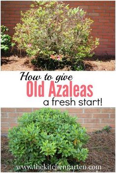 how to give old azaleas a fresh start