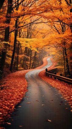 an empty road surrounded by trees in the fall