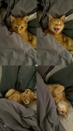 an orange cat laying on top of a bed covered in gray sheets with its mouth open