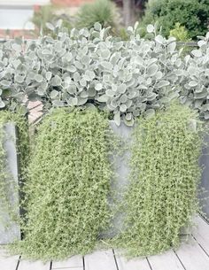 three metal planters filled with green plants on top of a wooden floor next to bushes