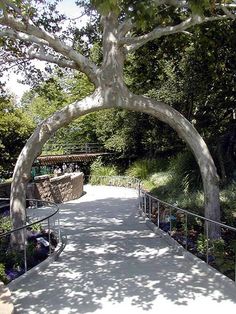 the walkway is made out of concrete and has an arch shaped like a tree