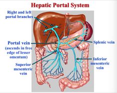 the anatomy of the human body and its major vessels, including the livers, pancretus, spleens, bile