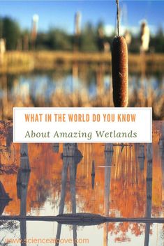 the words what in the world do you know about amazing wetlandss? are reflected in water