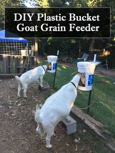 two goats are eating out of buckets on the ground with text overlay that reads diy plastic bucket goat grain feeder