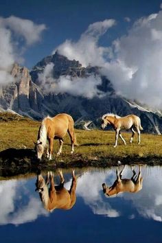 two horses grazing on grass next to a body of water with mountains in the background