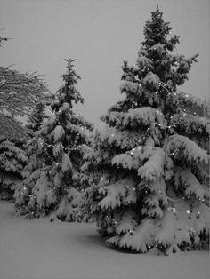 trees covered in snow on a snowy day