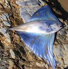 a fish that is laying on some rocks