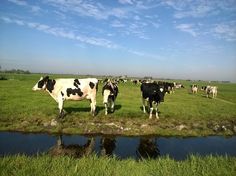 several cows are standing in the grass near a body of water on a sunny day