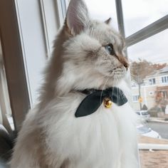 a cat sitting in front of a window wearing a black and white collared tie