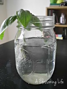 a glass jar filled with water and a plant