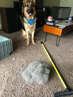 a dog is sitting on the floor next to a dust mop and a broom