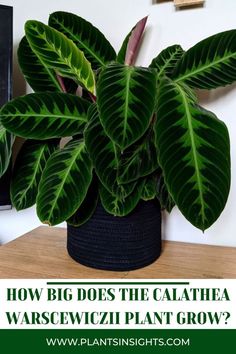 How big does the Calathea Warscewiczii plant grow? Velvet Calathea, Calathea Warscewiczii, Styling 101, Plant Styling, Tropical House Plants, Calathea Plant, Colored Flowers