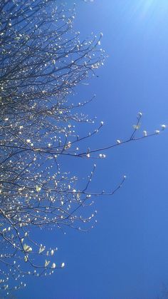 the sun shines brightly through the branches of a tree with white flowers on it