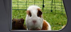 a brown and white guinea pig looking at its own reflection in the rear view mirror