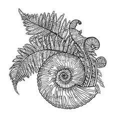 an ink drawing of a snail and fern leaves