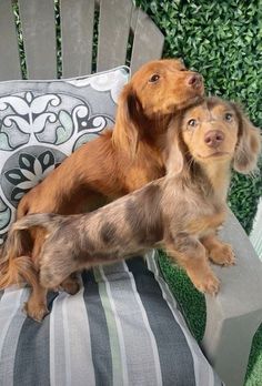 Winnie Dogs Dachshund, Golden Weiner Dog, Dashhound Puppy, Winner Dogs, Miniature Daschund, Cute Small Dogs