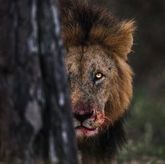 a close up of a lion near a tree with it's face partially obscured by the bark