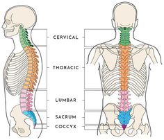 the back and neck muscles are labeled in this diagram, which shows the location of the lumbar sacrum