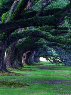 an avenue of trees with moss growing on them