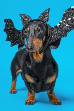 a dachshund dog with wings and glitters on it's head