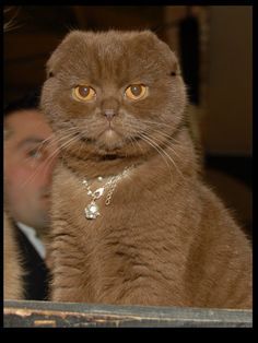 a brown cat sitting on top of a table next to a man in a suit