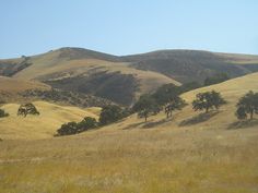 an open field with trees and hills in the background