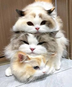 two cats sitting on top of each other