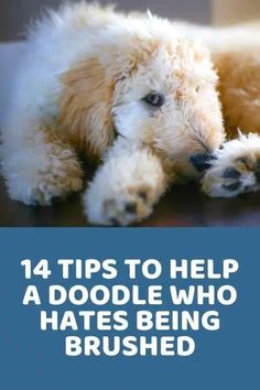 a white dog laying on top of a wooden floor with the words how to deal with your doodle's matted hair