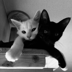 two black and white kittens laying next to each other on top of a table