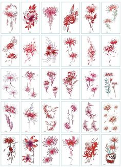 the different flowers are drawn in red and pink ink on white paper, each with an individual