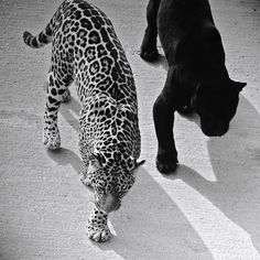 a black dog and a large leopard are standing next to each other on the ground