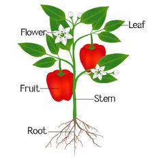 the parts of a tomato plant on a white background, labeled in red and green