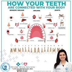 Each tooth in the human mouth is related by a meridian to an organ in the body. When an organ or system becomes diseased or infected, the associated tooth most likely will express some type of symptom as well. *** ꧁ 𝗗𝘆𝗻𝗮𝗺𝗶𝗰 𝗗𝗲𝗻𝘁𝗮𝗹 𝗪𝗲𝗹𝗹𝗻𝗲𝘀𝘀 ꧂ ☏ (703)775-0002 #DrSheri #DynamicDentalWellness #wellnessblogger #holistic #integrativemedicine #biologicaldentistry #functionalmedicine Human Mouth, Meridian Points, Inner Ear, Integrative Medicine, Body Organs, Functional Medicine, School Notes, Dental Health