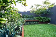 an outdoor garden with grass and plants in the foreground, next to a blue fence