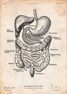 the anatomy of the human body and its organs, framed in black wood with an old paper background