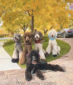 four poodles are sitting on the grass in front of a tree with yellow leaves