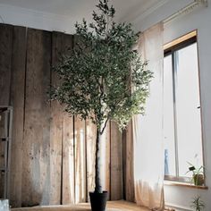 an olive tree in a black pot on a table next to a wooden wall and window