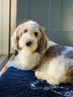 a dog laying on a blue rug in front of a door with its eyes closed