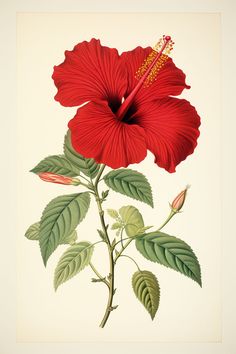 Chinese Hibiscus, Red Wildflowers, Flower Drawings, Graphics Fairy, Large Picture Frames, Flower Illustration, Red Flower, Hibiscus Flowers, Botanical Illustration