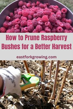 raspberry bush with text overlay how to prune raspberry bushes for a better harvest