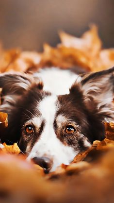 a brown and white dog laying on top of leaves in the fall with its eyes open