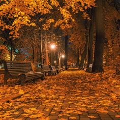 two park benches sitting in the middle of a leaf covered walkway at night with street lights shining on them