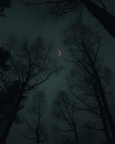 the moon is seen through some trees on a foggy night