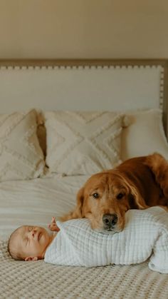 a dog laying on top of a bed next to a baby in a white blanket