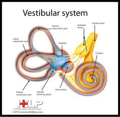 an image of a diagram of the vertiular system