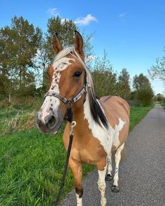 a brown and white horse standing on the side of a road next to a lush green field